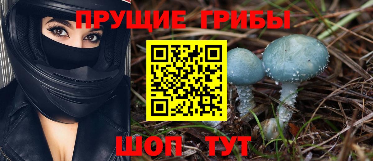 Галлюциногенные грибы Psilocybe Обь
